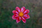 Pipsqueak dahlia, image 2