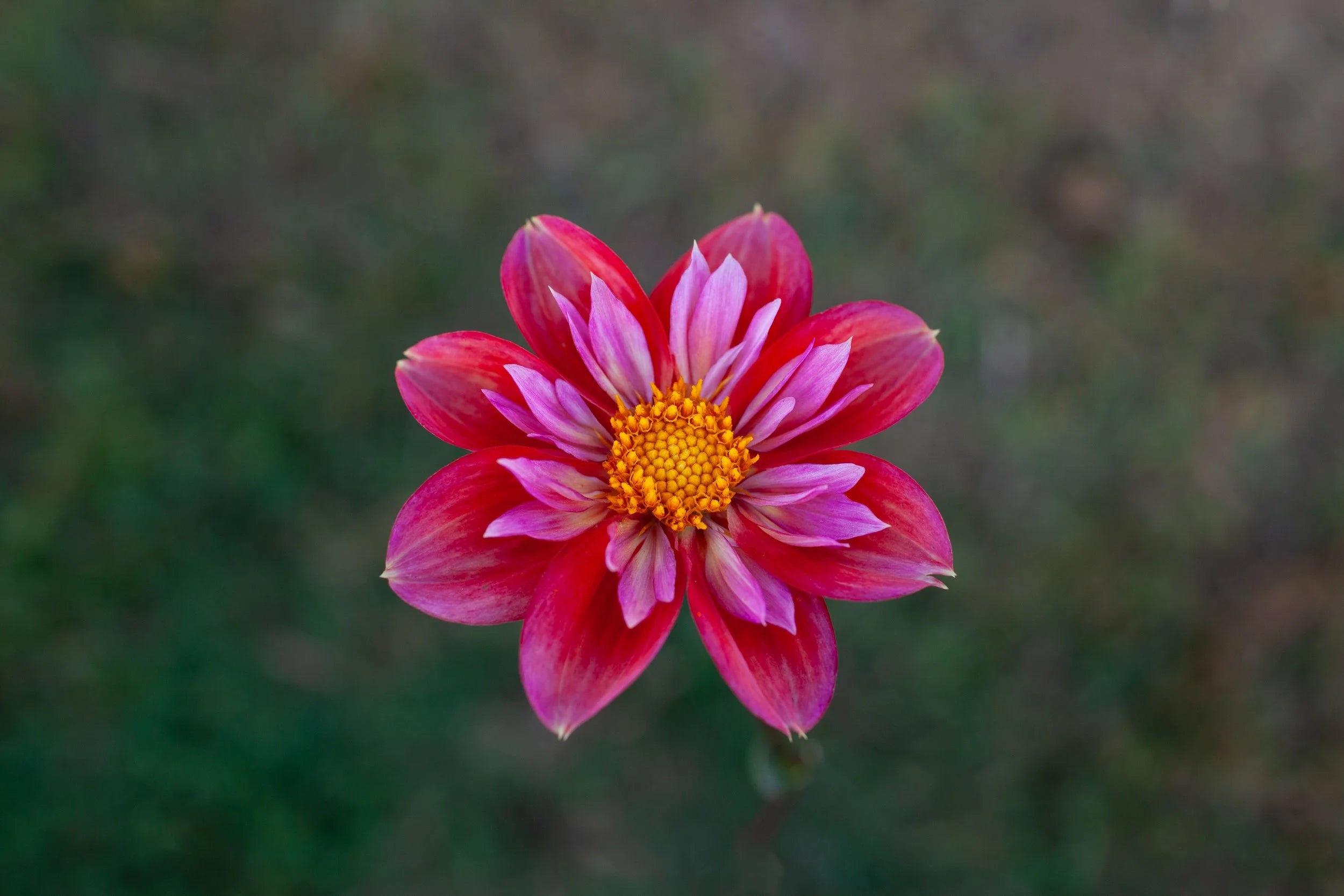 Pipsqueak dahlia, image 2