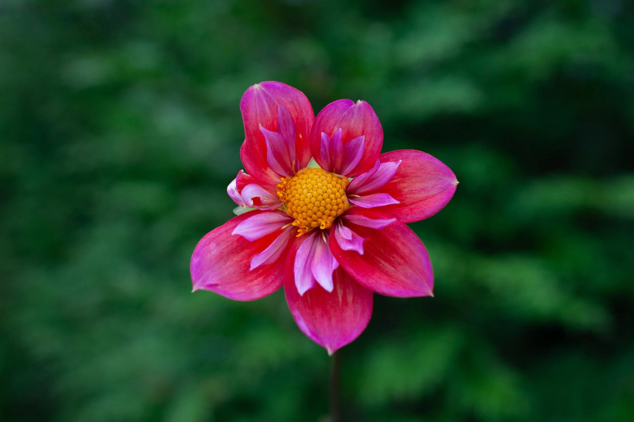 Pipsqueak dahlia