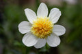 Platinum Blonde dahlia