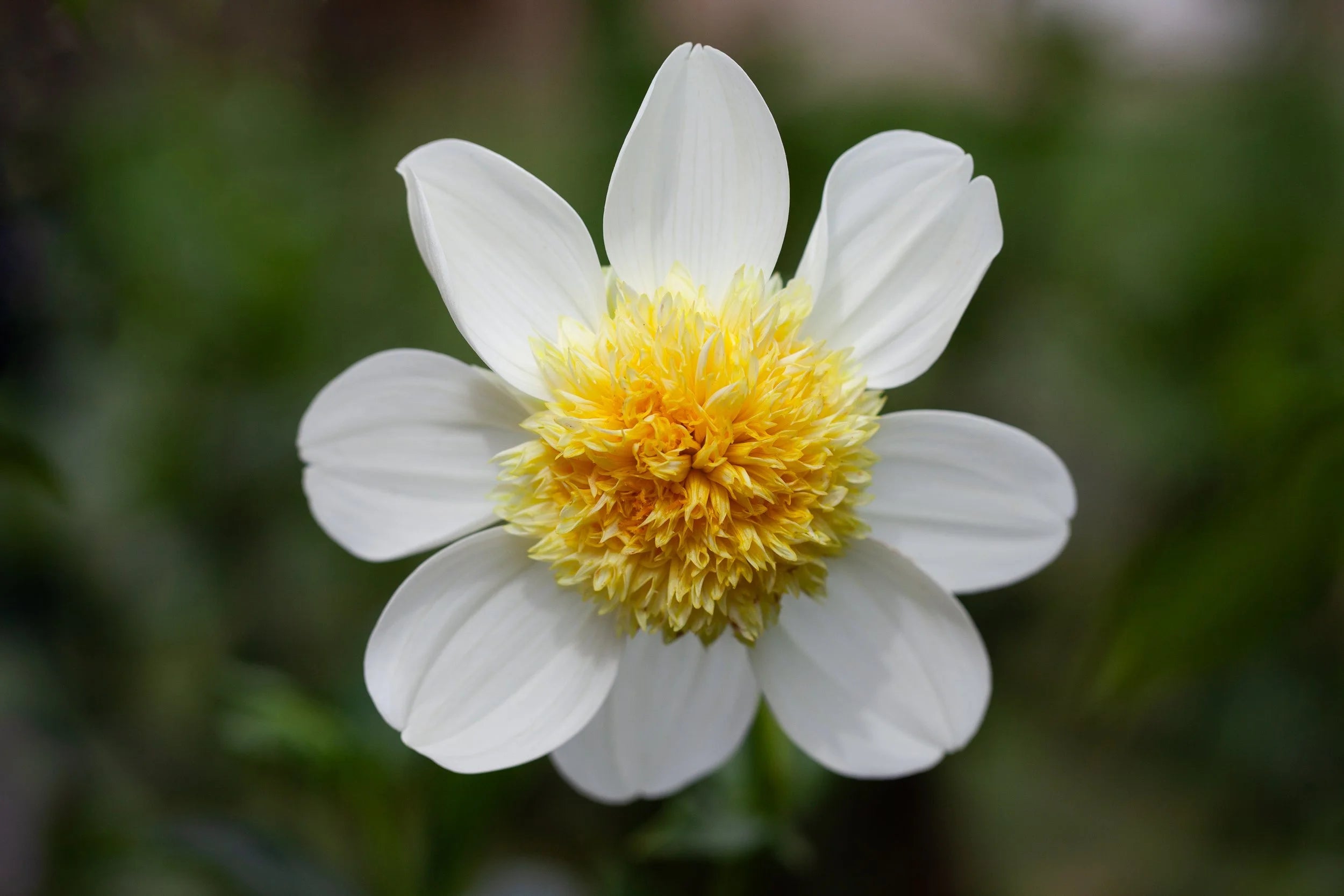 Platinum Blonde dahlia