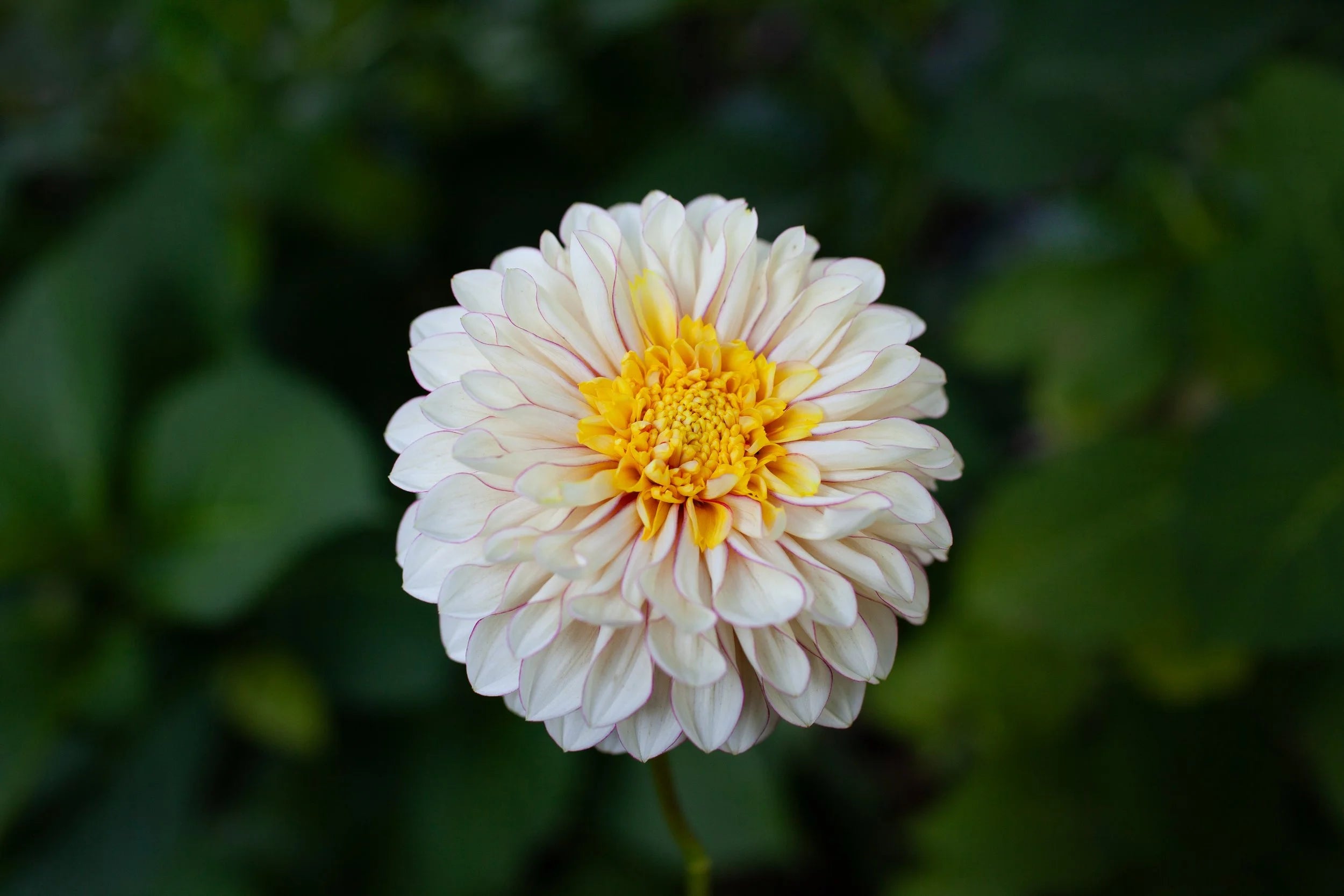 Polka dahlia