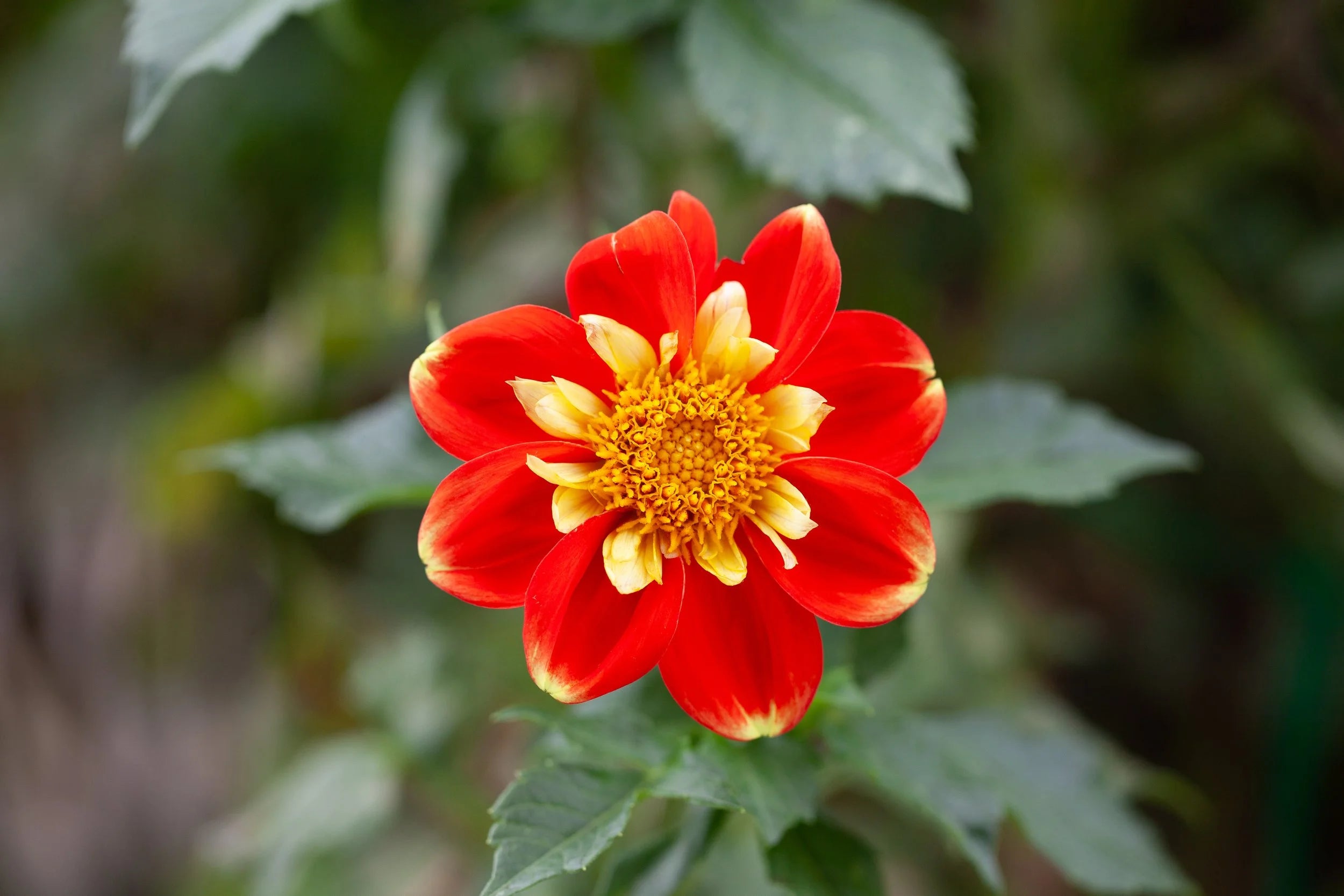 Pooh dahlia