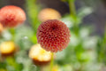 Pop Willo dahlia