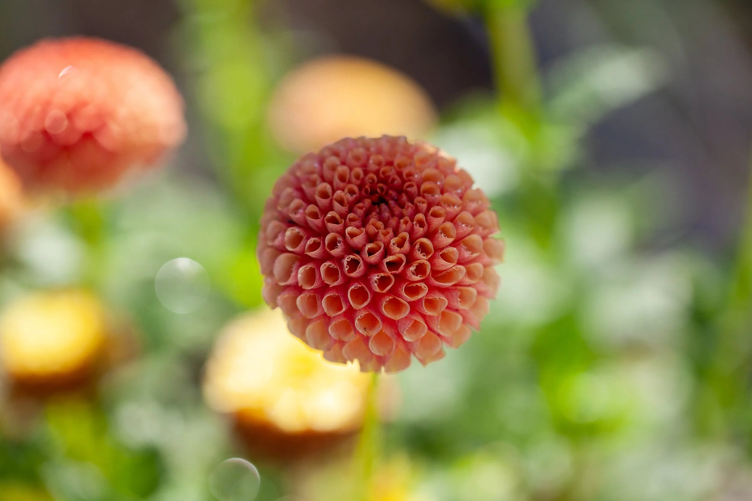 Pop Willo dahlia
