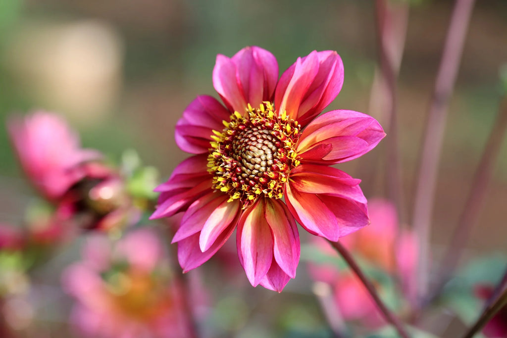 Princess Nadine dahlia