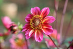 Princess Nadine dahlia