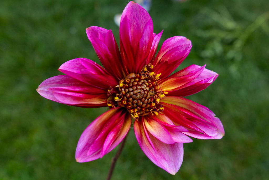 Princess Nadine dahlia, image 2