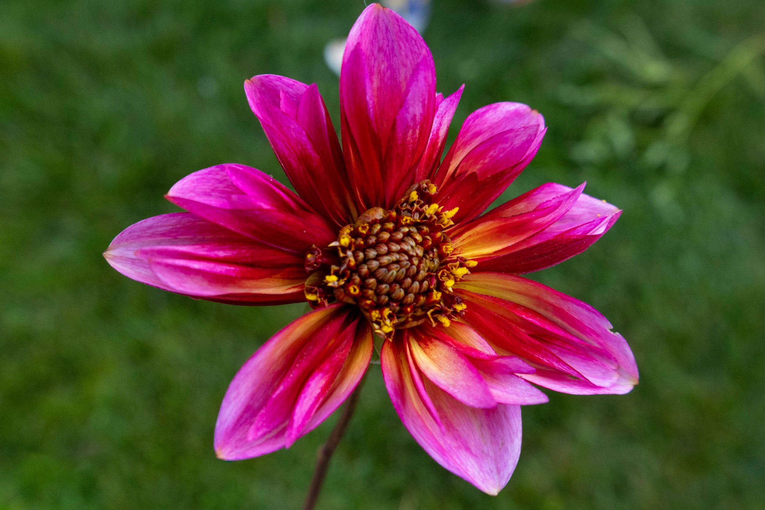Princess Nadine dahlia, image 2