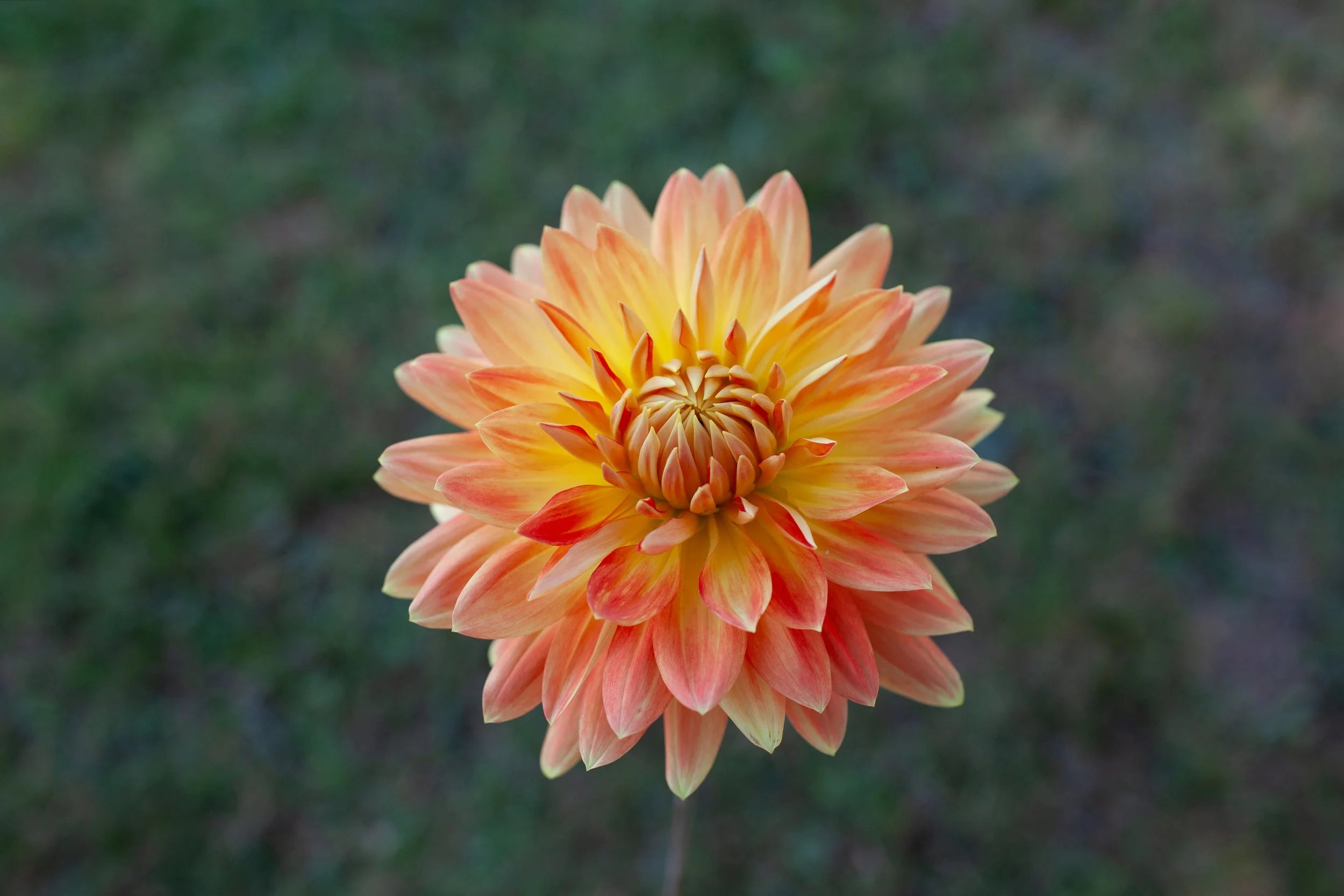 Punkin Spice dahlia