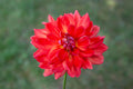 R Mona dahlia