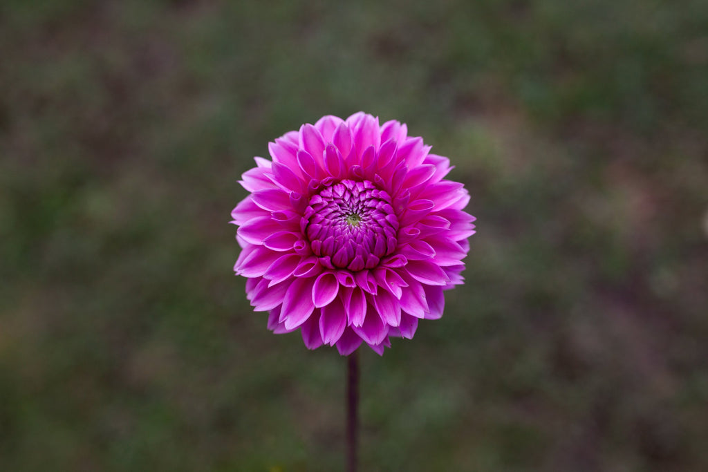 Rebecca Lynn dahlia, image 3