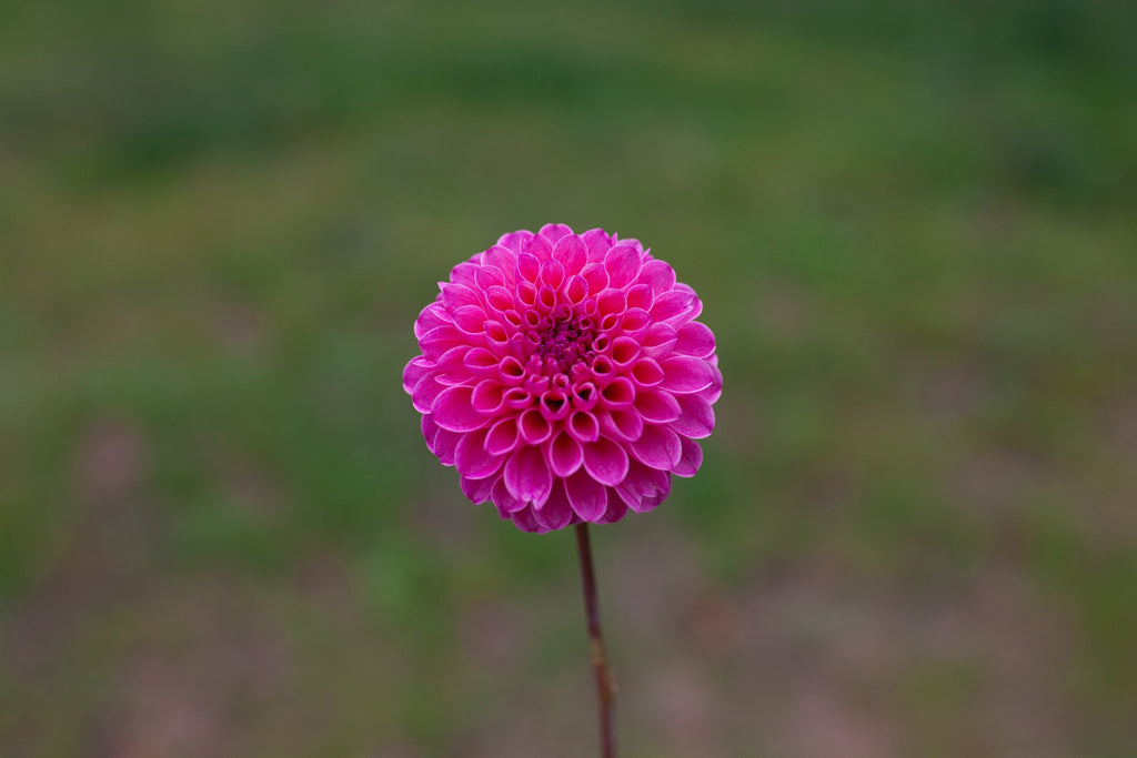 Rebecca Lynn dahlia, image 2