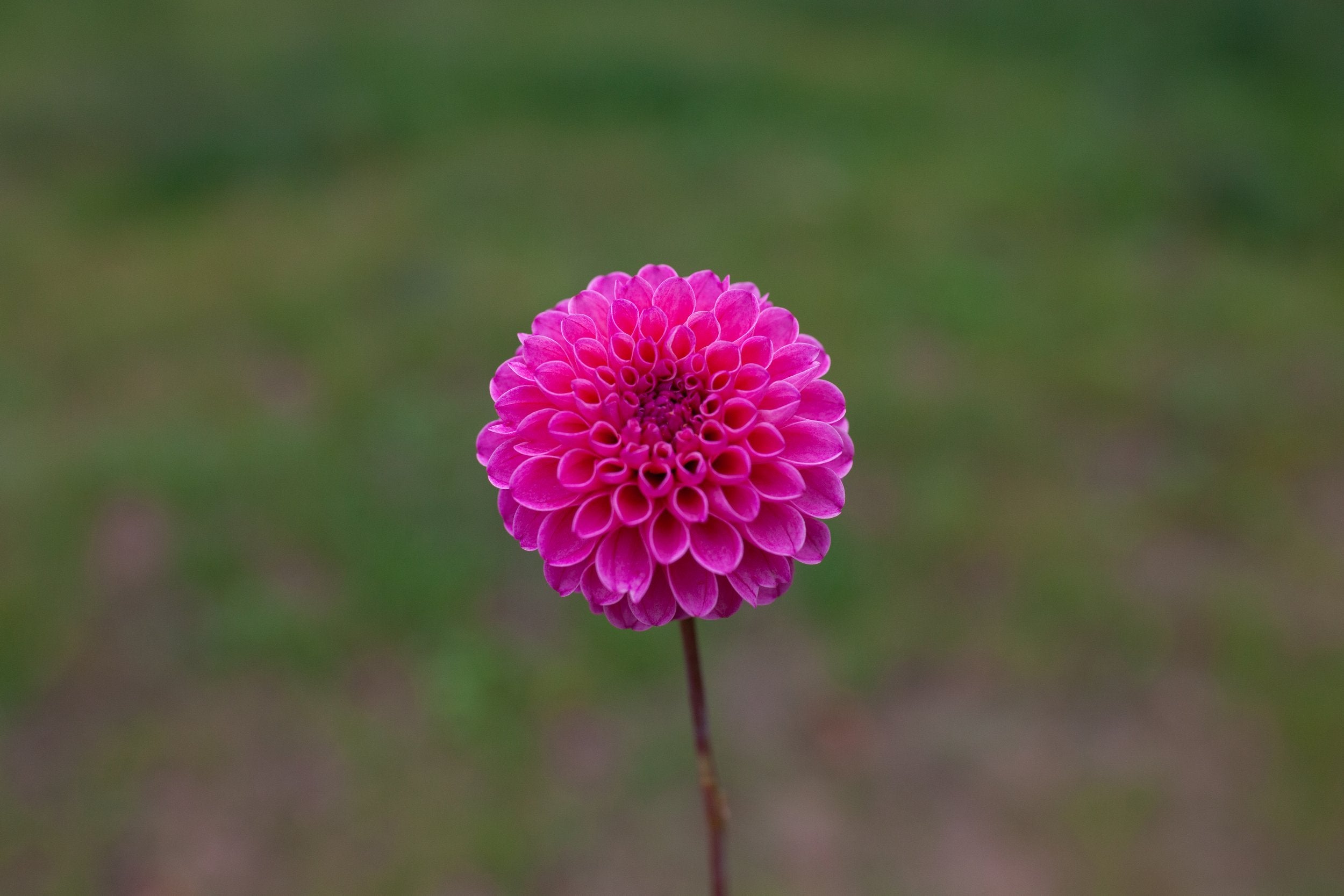 Rebecca Lynn dahlia, image 2