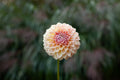 Rm Summer Haze dahlia