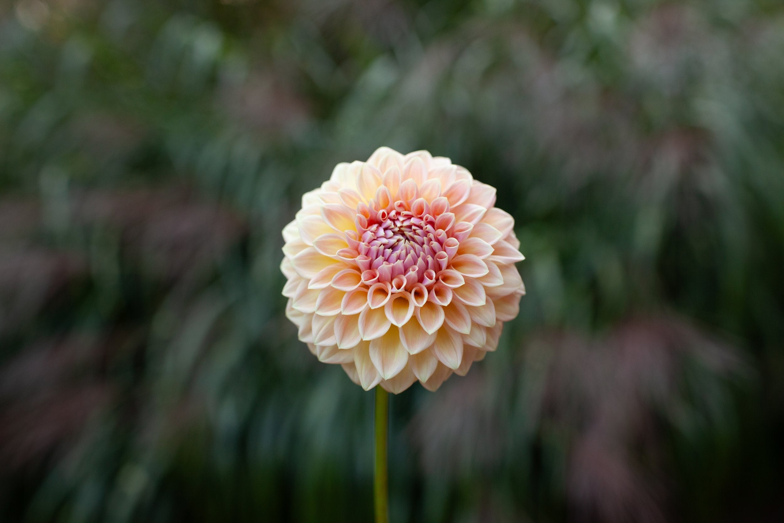 Rm Summer Haze dahlia