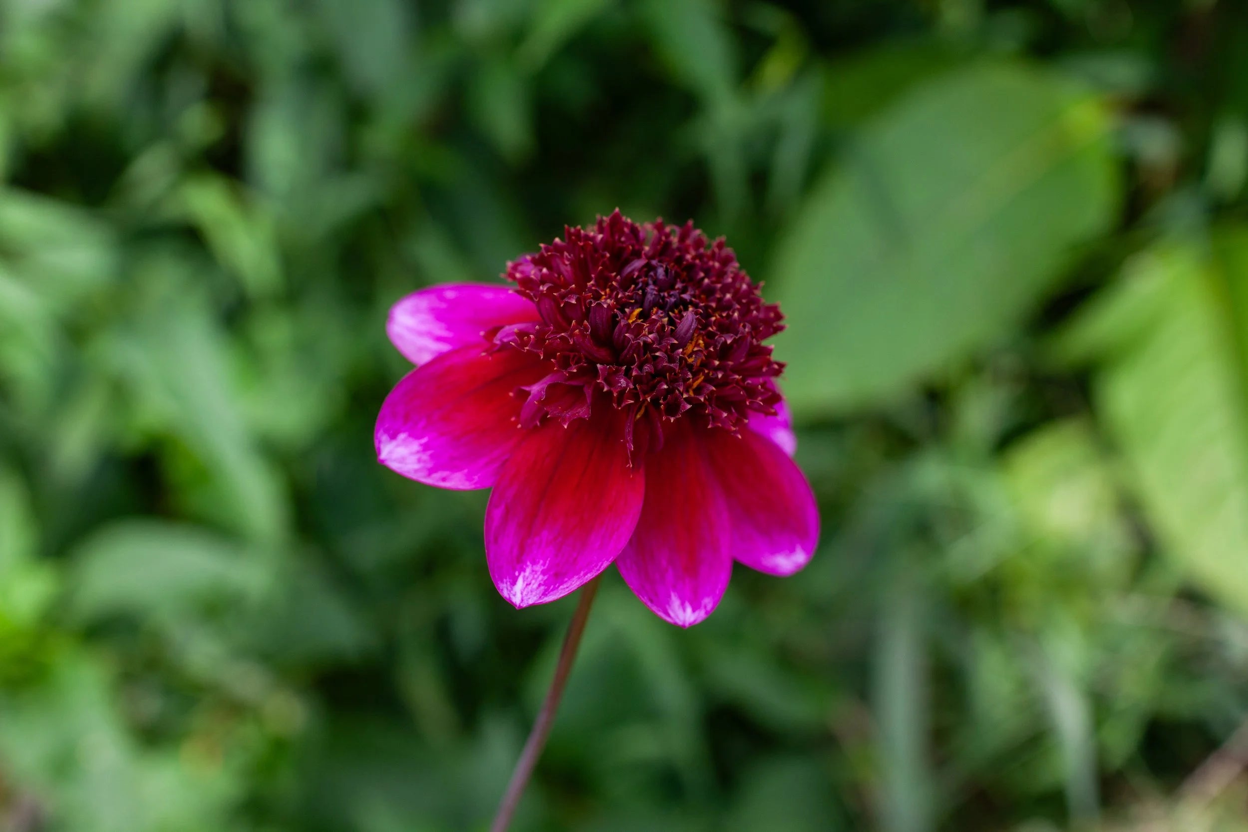Rock Star dahlia