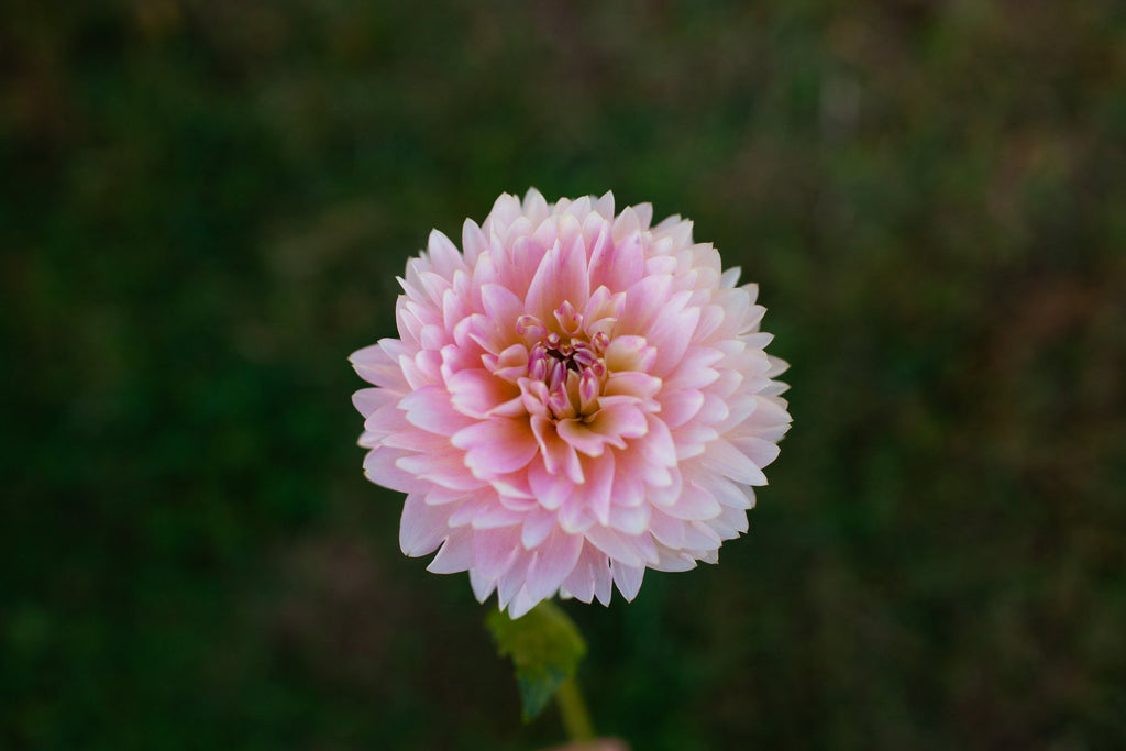 Rosemary Webb dahlia, image 2