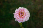 Rosemary Webb dahlia, image 2