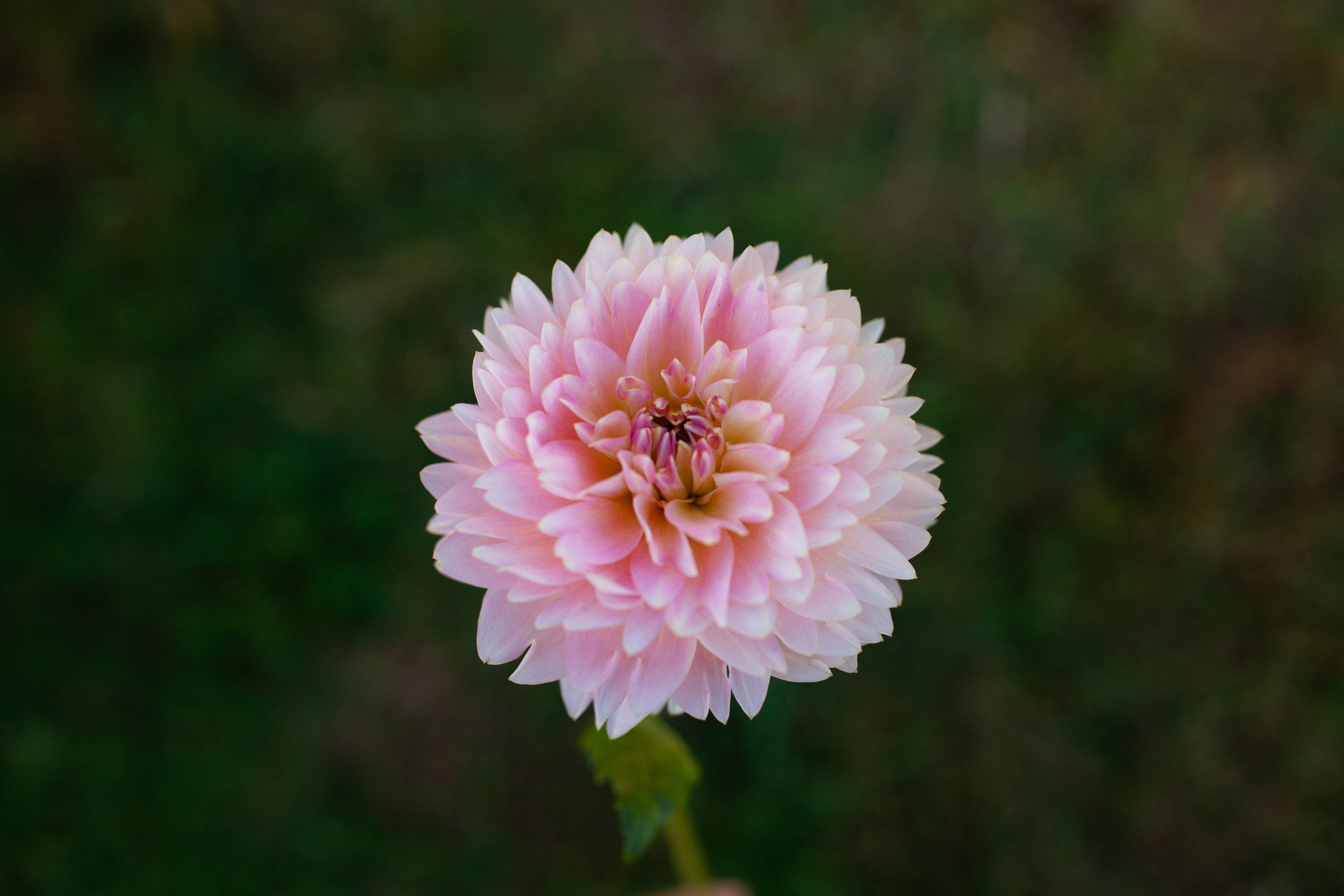Rosemary Webb dahlia, image 2