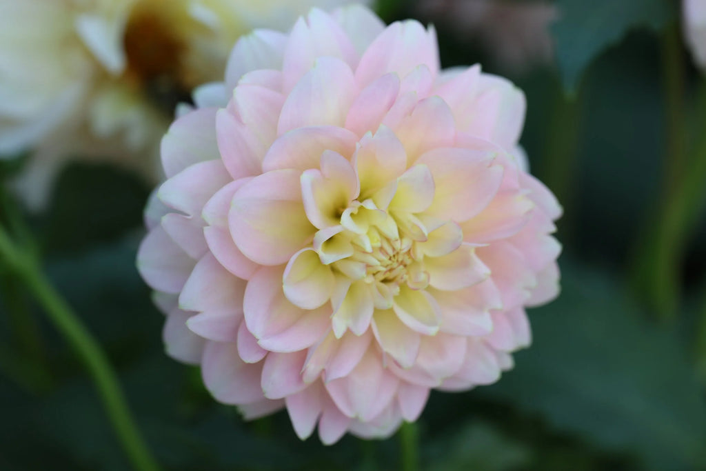 Rosemary Webb dahlia