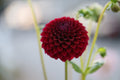Saddlerock Tiny Giant dahlia