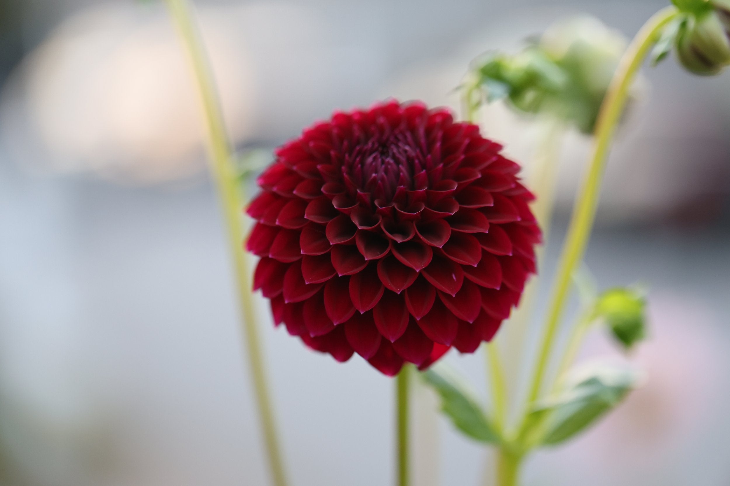 Saddlerock Tiny Giant dahlia