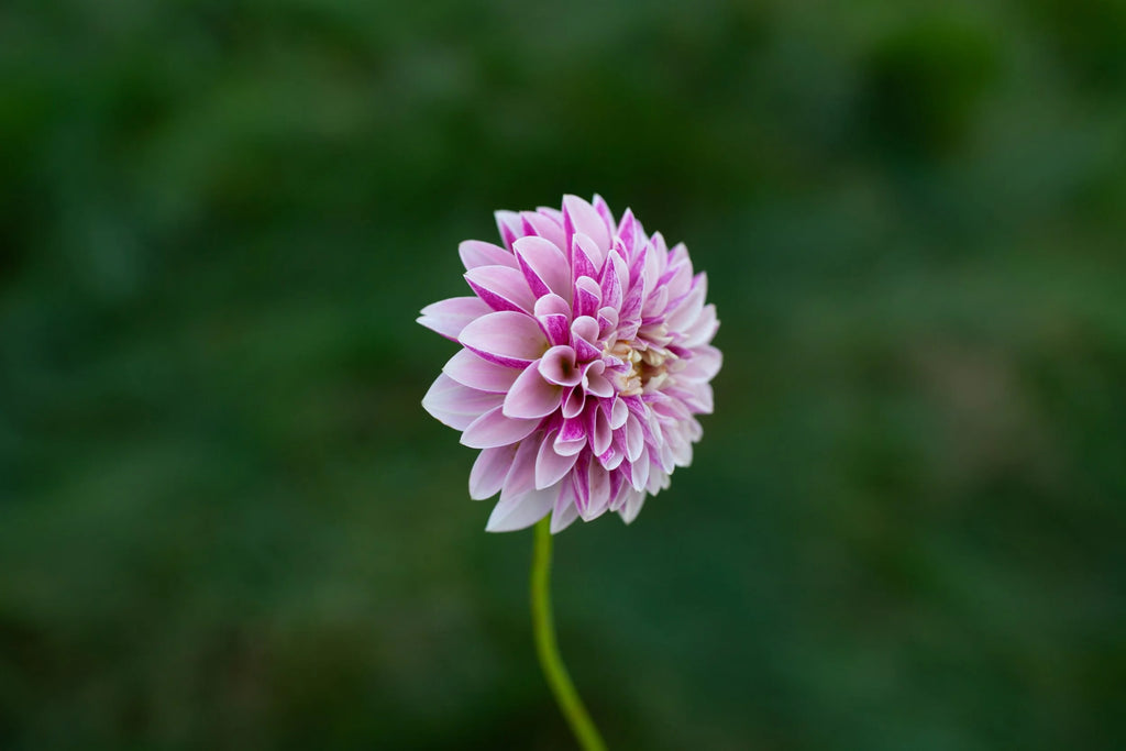 Salish Twilight Girl dahlia
