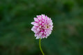 Salish Twilight Girl dahlia