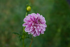 Salish Twilight Girl dahlia, image 2