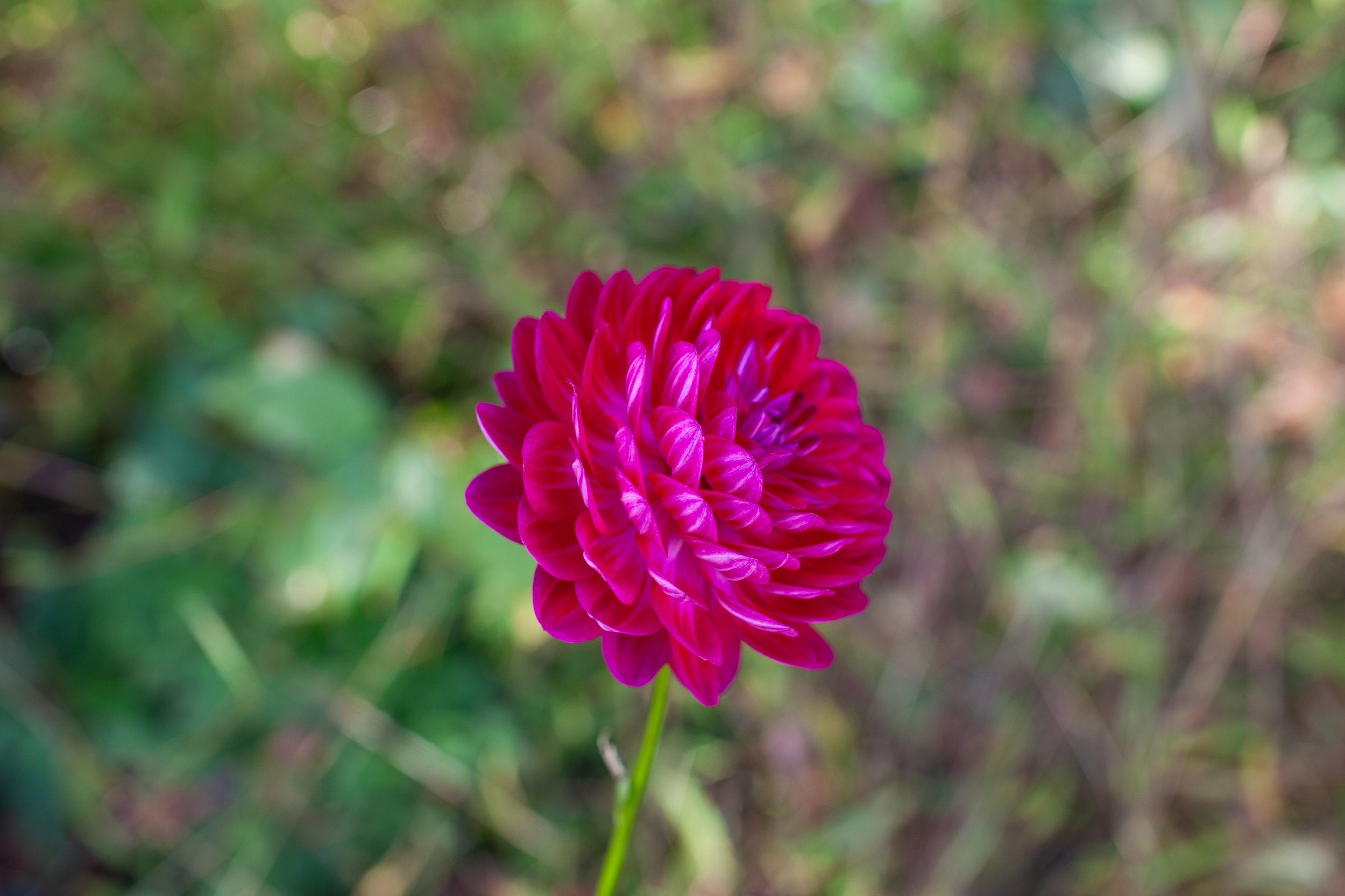 Sandia Bertha dahlia, image 2