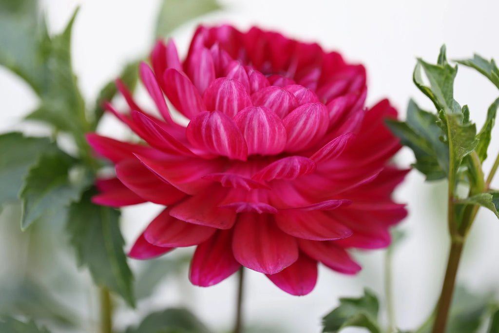 Sandia Bertha dahlia