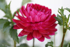 Sandia Bertha dahlia