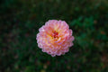 Sandia Bliss dahlia