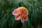 Sandia Brocade dahlia, image 2