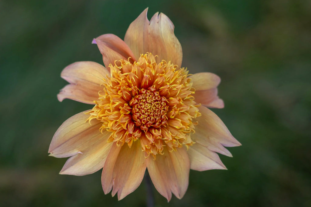 Sandia Brocade dahlia