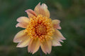 Sandia Brocade dahlia
