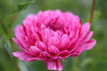Sandia Cancan dahlia