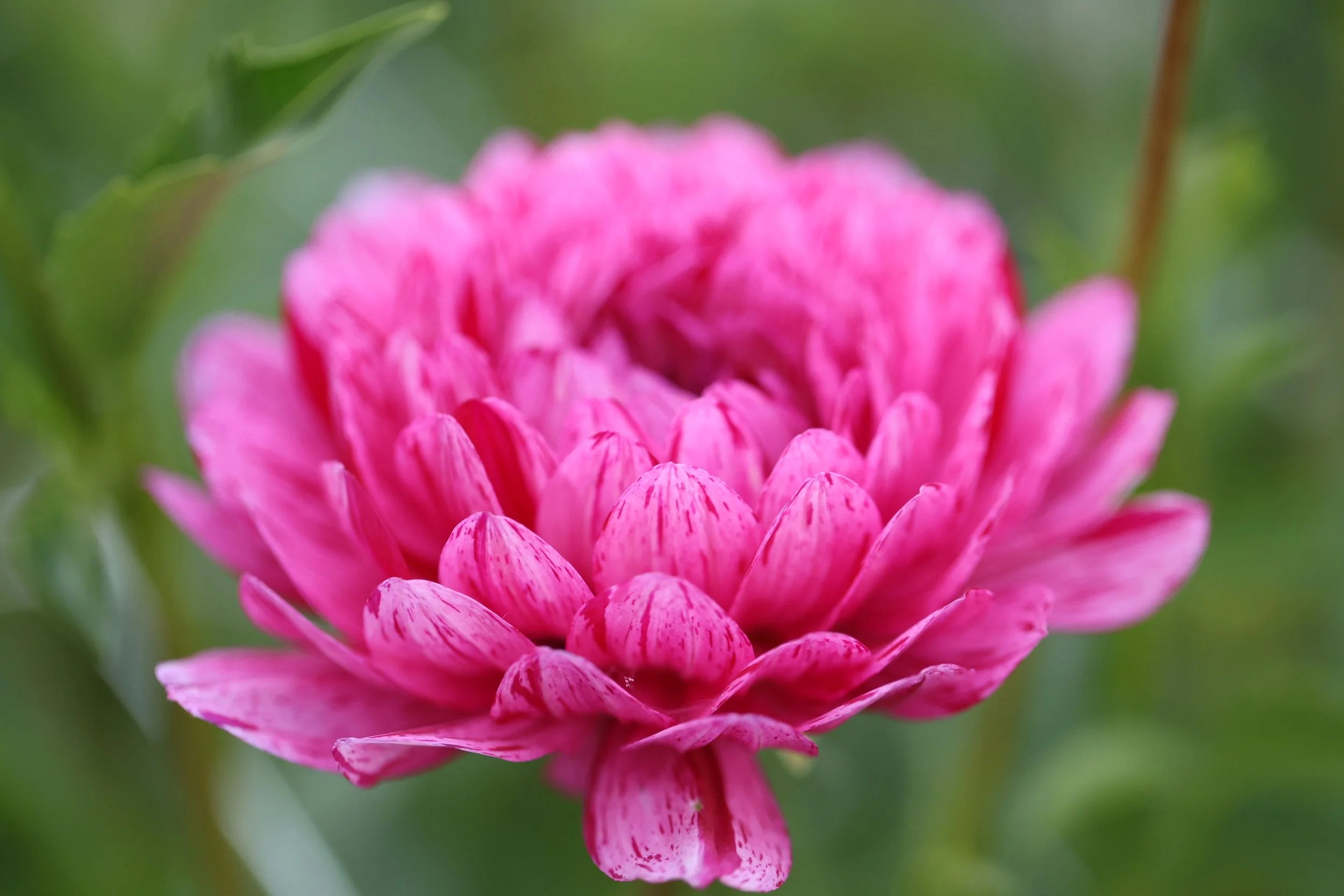 Sandia Cancan dahlia