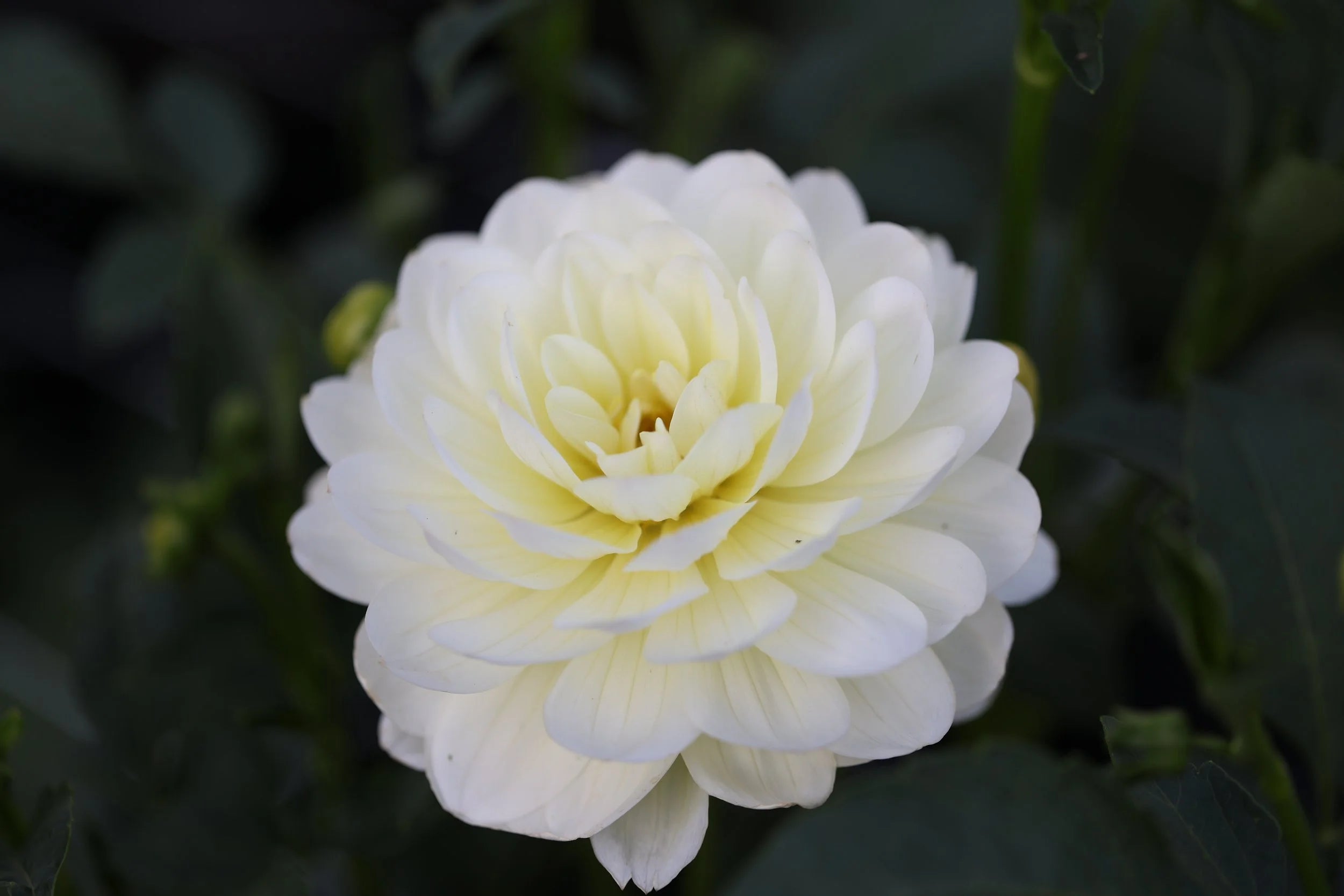 Sandia Isa dahlia