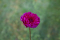 Sandia Nocturne dahlia