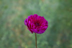 Sandia Nocturne dahlia