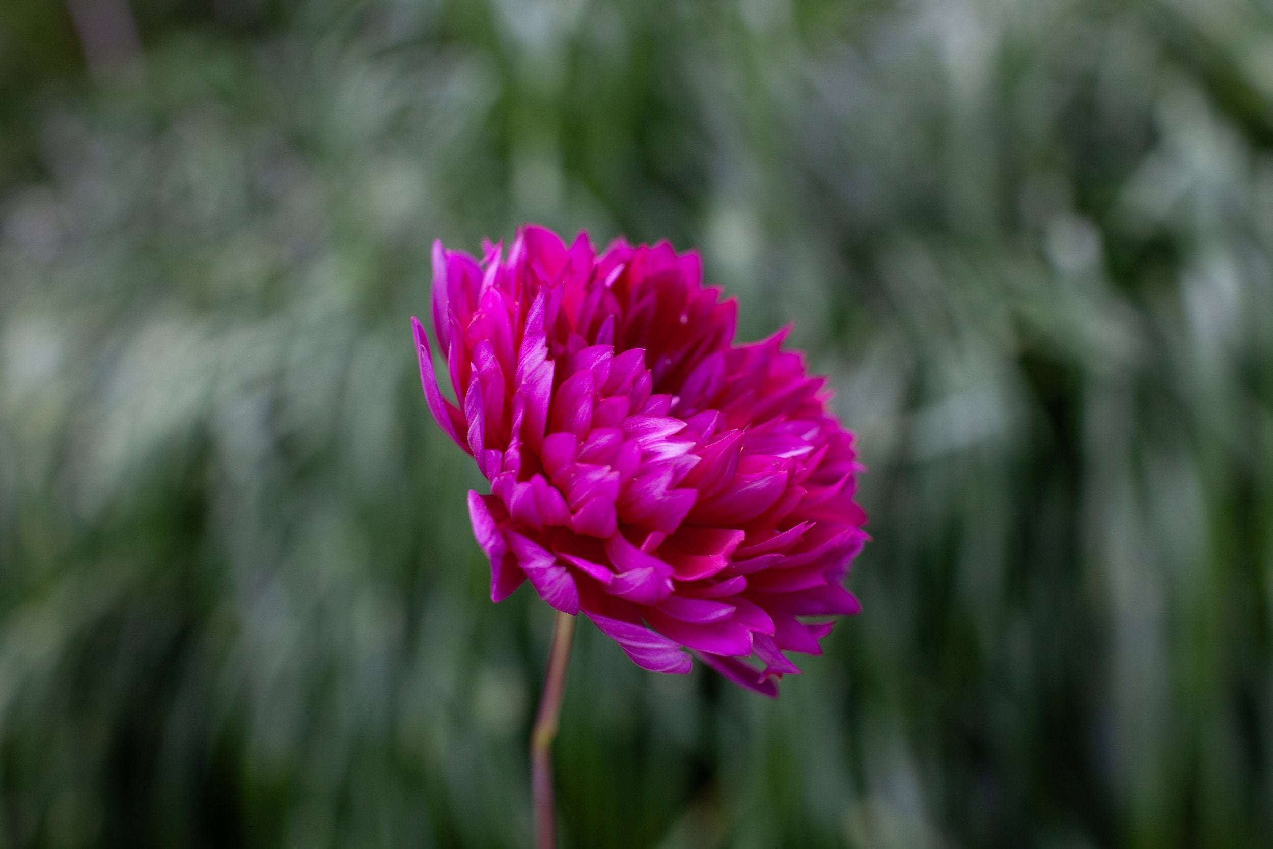 Sandia Nocturne dahlia, image 2