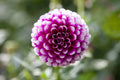 Sharky dahlia