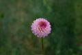 Snoho Sonia dahlia