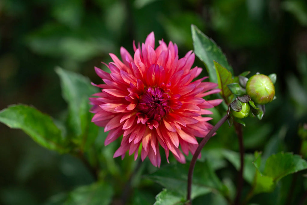 Sonic Bloom dahlia