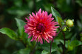 Sonic Bloom dahlia