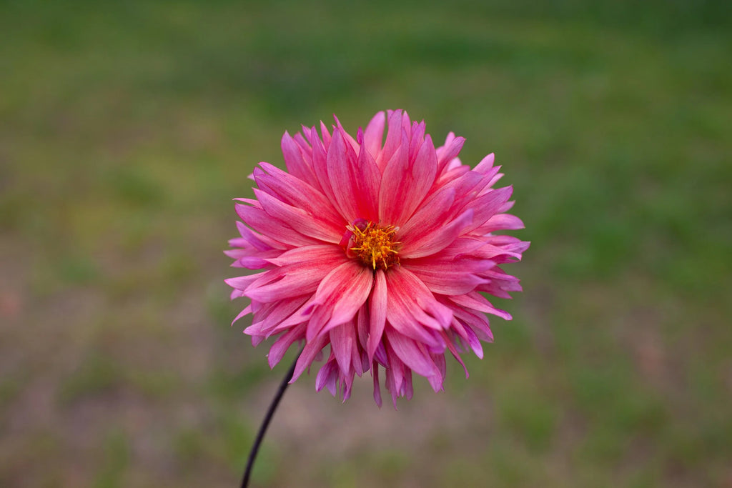 Sonic Bloom dahlia, image 2