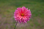 Sonic Bloom dahlia, image 2