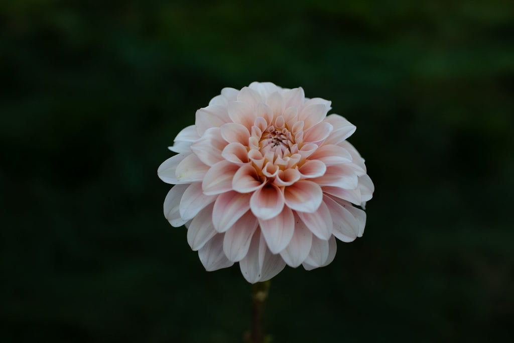 Sweet Nathalie dahlia